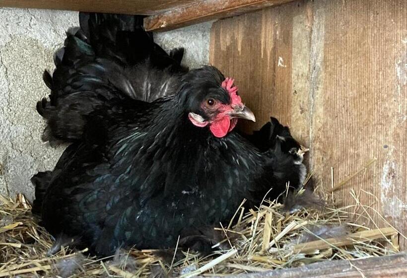 Pensiune Chambre Romantique Dans Le Château De La Bouchatte