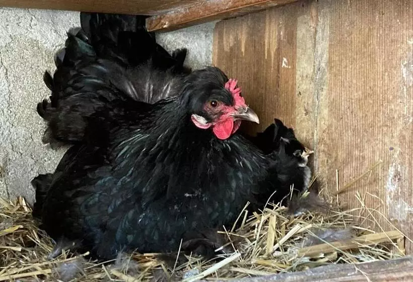 Majatalo Chambre Romantique Dans Le Château De La Bouchatte