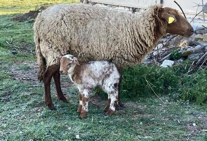 Majatalo Chambre Romantique Dans Le Château De La Bouchatte