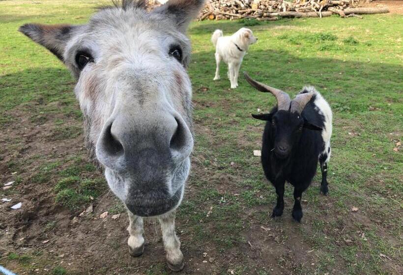 Pensiune Chambre Romantique Dans Le Château De La Bouchatte