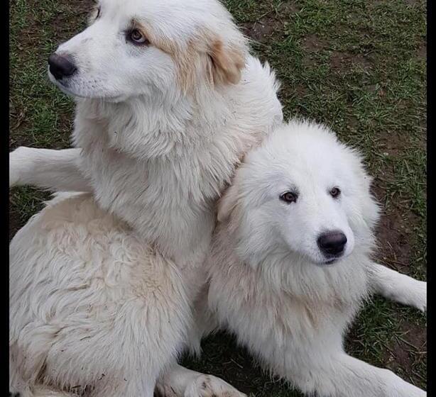 Pensiune Chambre Romantique Dans Le Château De La Bouchatte