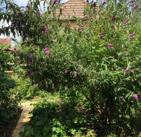 Aamiaismajoitus (B&B) Chambre Spacieuse Dans Joli Village Alsacien