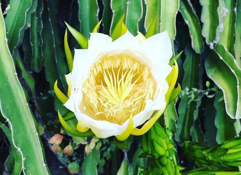 צימר Villa Grandiosa Fc