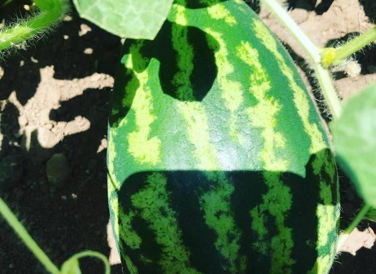 צימר Villa Grandiosa Fc