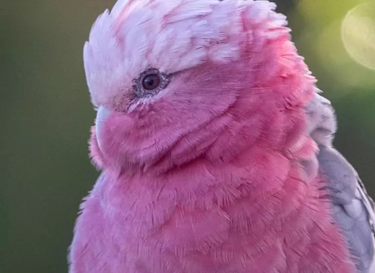 Aamiaismajoitus (B&B) La Dolce Vita