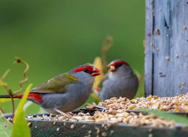 Aamiaismajoitus (B&B) La Dolce Vita