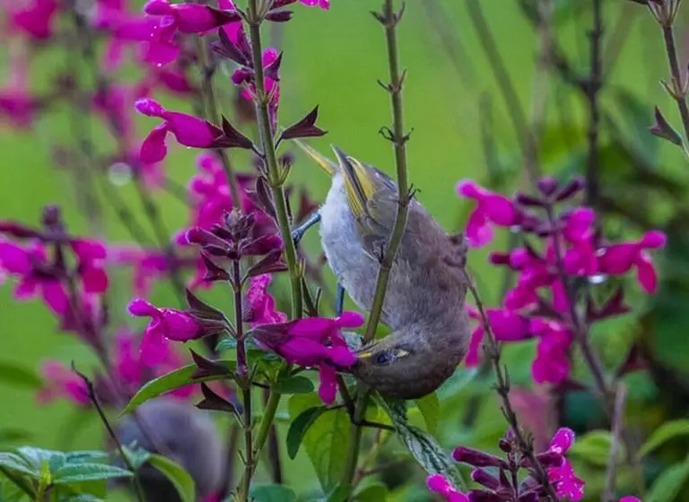 Aamiaismajoitus (B&B) La Dolce Vita