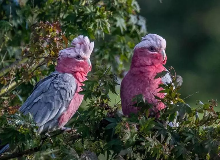 Aamiaismajoitus (B&B) La Dolce Vita