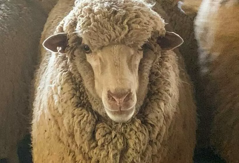 Aamiaismajoitus (B&B) Mascot Cottage   Pet Friendly And Complimentary Breakfast Hamper