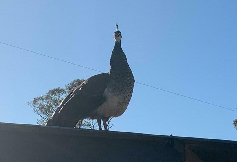 ベッドアンドブレックファースト Mascot Cottage Pet Friendly And Complimentary Breakfast Hamper