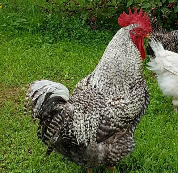 بنسيون La Maison De Louise