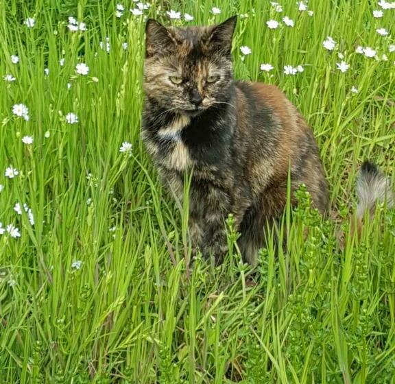 بنسيون La Maison De Louise