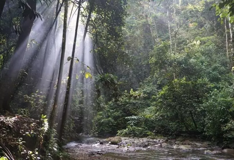 Lomakeskus Gino S Place   Guest House & Jungle Trekking