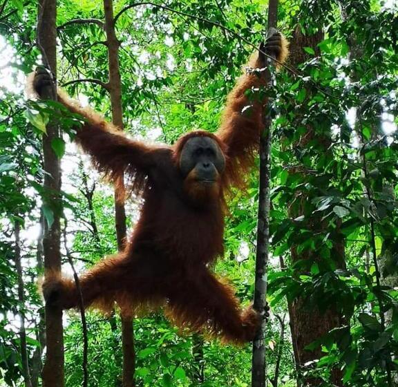 منتجع Gino S Place Guest House & Jungle Trekking