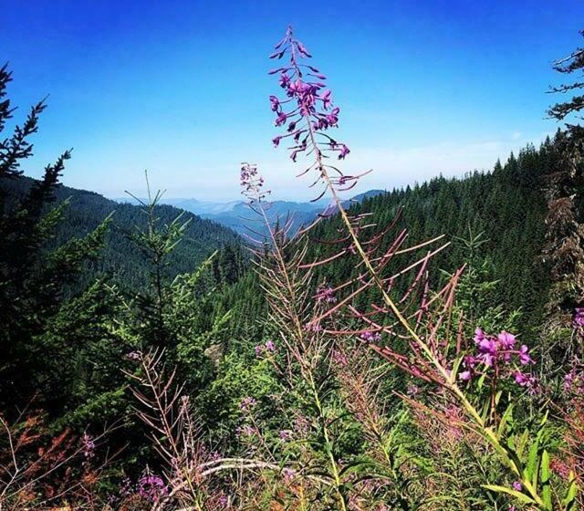 צימר Westfir Lodge