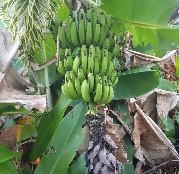 پانسیون La Maison Aux Orchidées