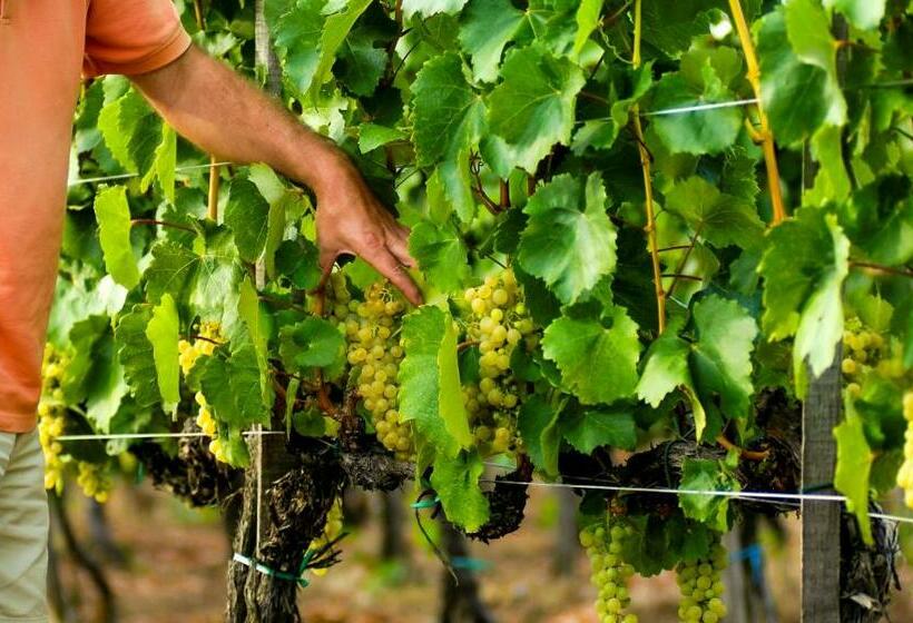 פנסיון Orosz Gábor Vendégház Mád