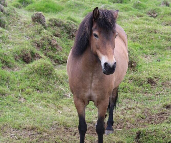 پانسیون Stóri Bakki Guesthouse With Hot Tub