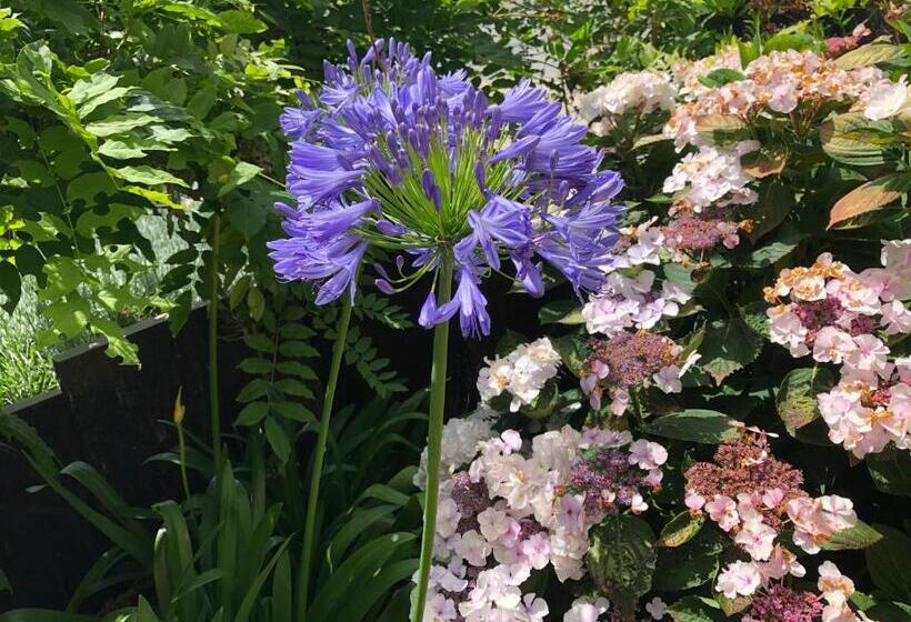 Bed and Breakfast Ardoises Et Agapanthes