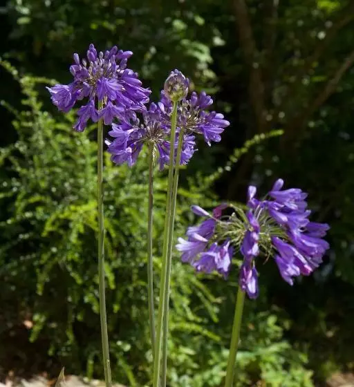 Aamiaismajoitus (B&B) Chambre Beausejour