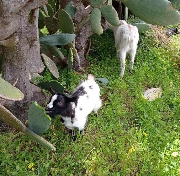 ベッドアンドブレックファースト Sunset Cottage