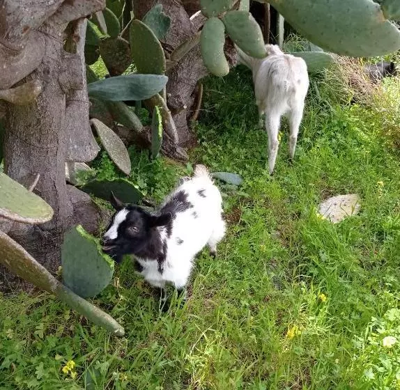 Aamiaismajoitus (B&B) Sunset Cottage