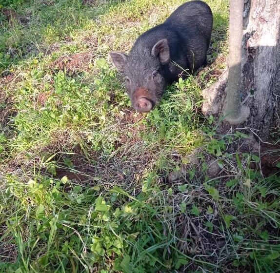 ベッドアンドブレックファースト Sunset Cottage