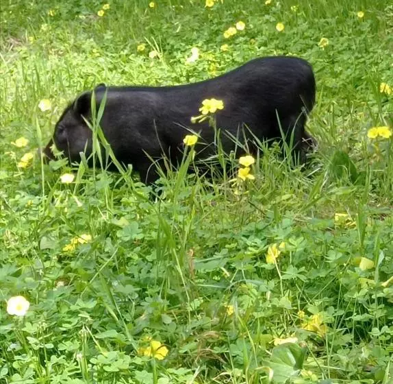 Aamiaismajoitus (B&B) Sunset Cottage