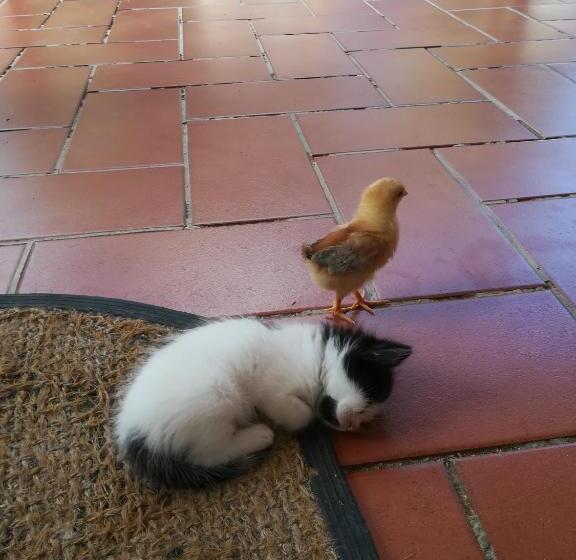 ベッドアンドブレックファースト Sunset Cottage