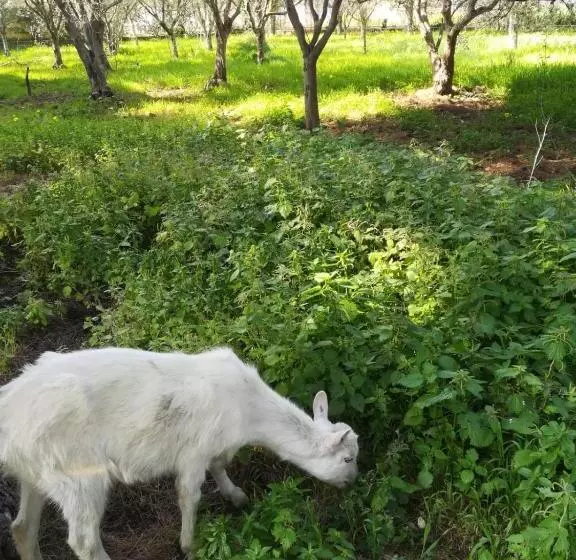 Aamiaismajoitus (B&B) Sunset Cottage