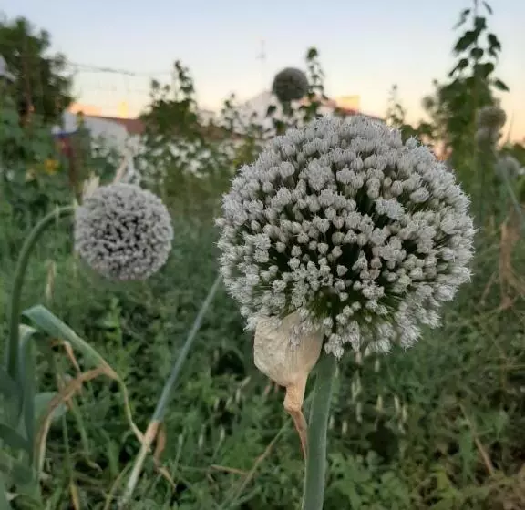 ベッドアンドブレックファースト Tapada Do Chafariz