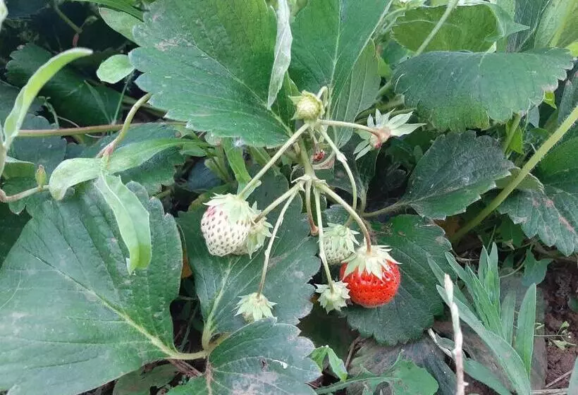 ベッドアンドブレックファースト Tapada Do Chafariz