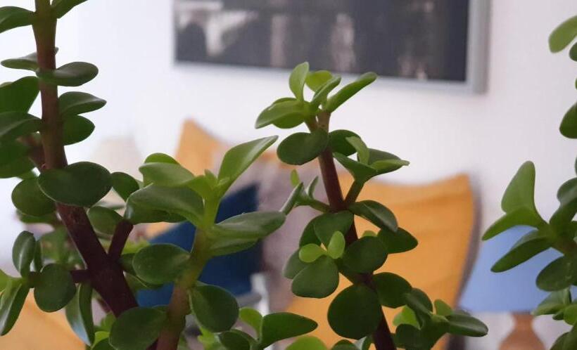 تختخواب و صبحانه Casa Compartida Weyler