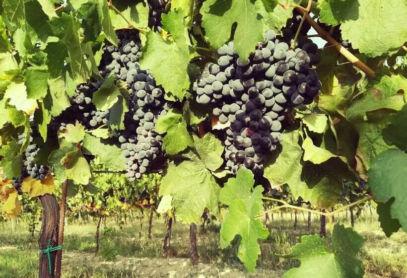 Aamiaismajoitus (B&B) Tenuta I Musi Lunghi