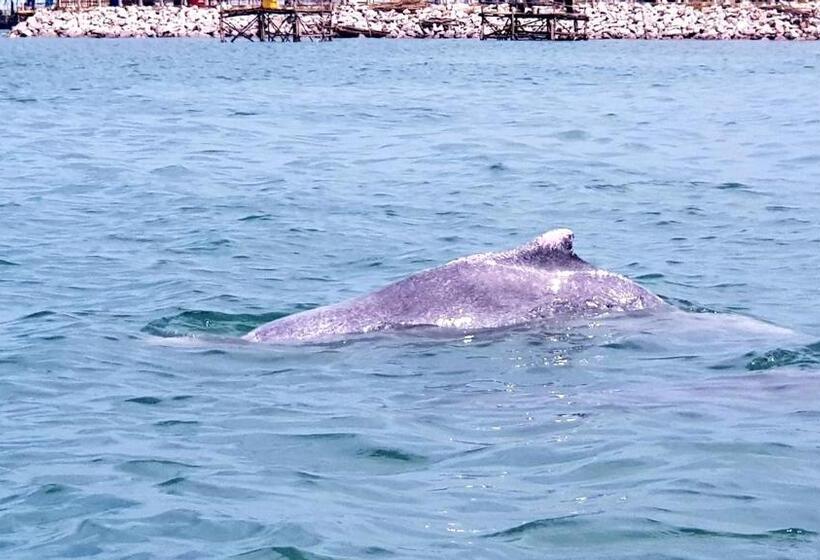 Pensão Khwahol Guesthouse