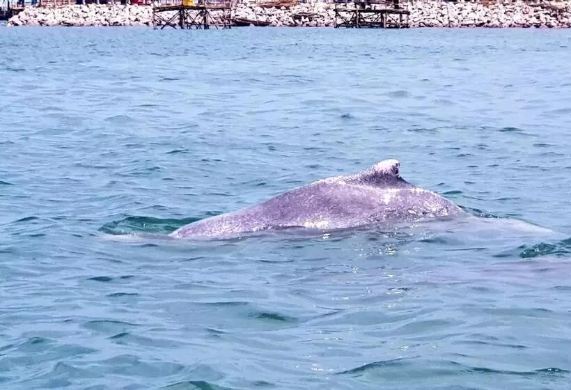 Majatalo Khwahol Guesthouse