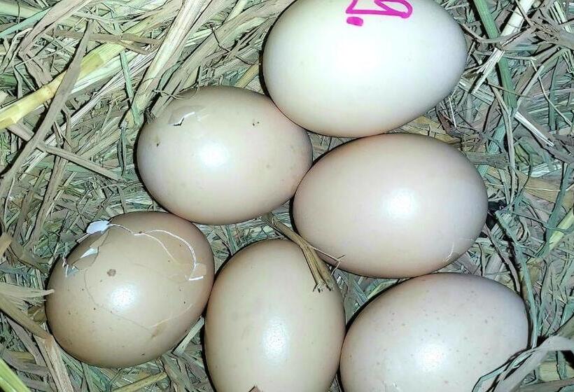 Pensão Khwahol Guesthouse