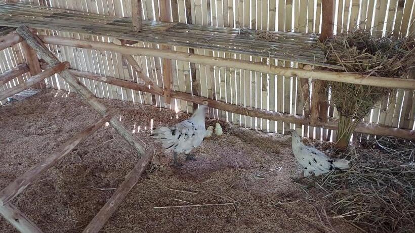 Pensão Khwahol Guesthouse