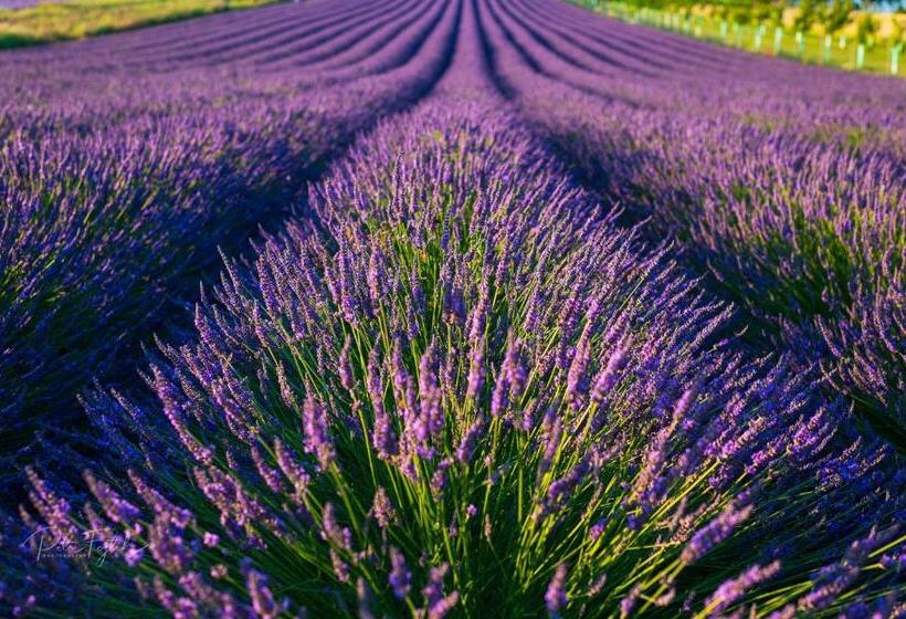 ペンション Penzion Levandule A Palava