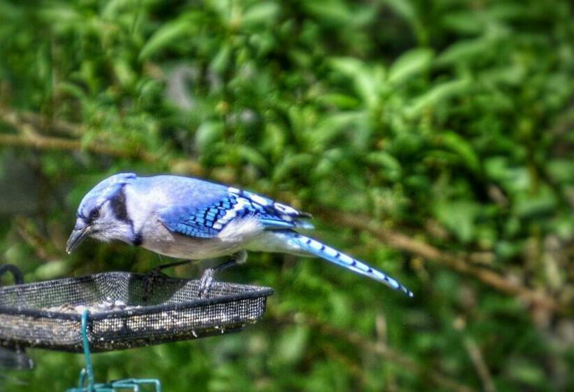 צימר Pinery Bijou Suite