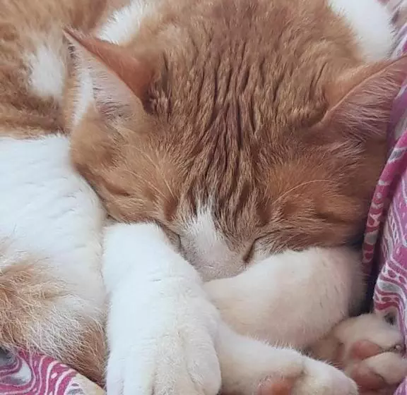 Majatalo Villa Valerie Bio & Zen