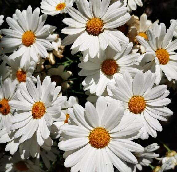 پانسیون Villa Valerie Bio & Zen