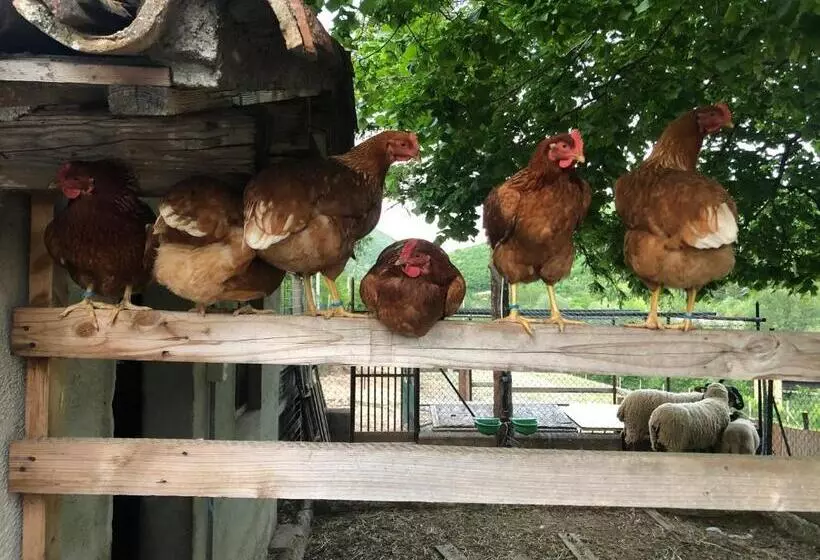 B&b Ollyfarm