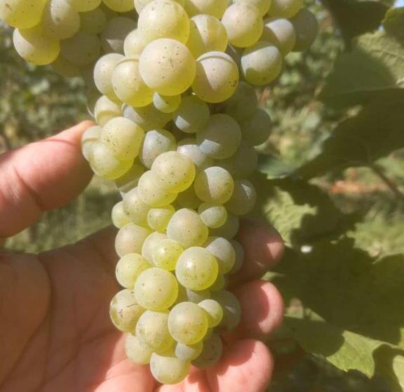 酒店 Agriturismo Fioralba