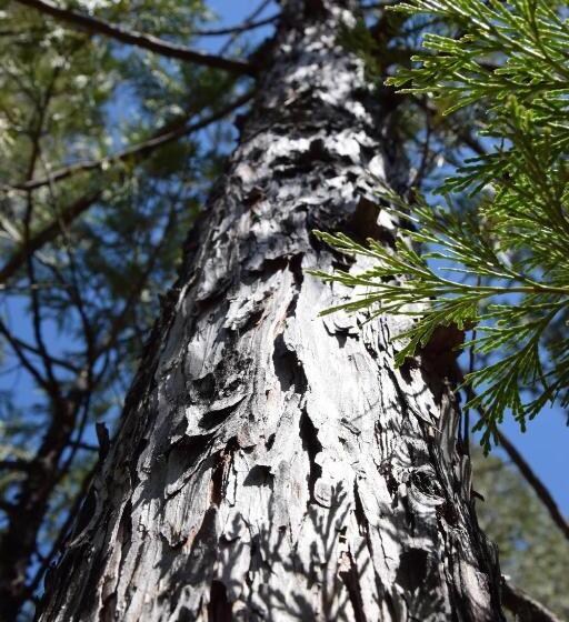 膳宿费 Yosemite Foothill Retreat   Private Guest Suite #2