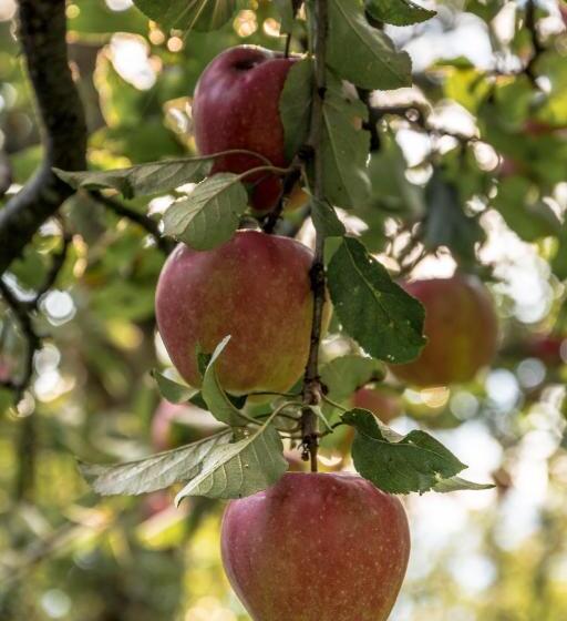 住宿加早餐  Bonichhof