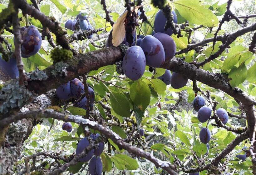 住宿加早餐  Bonichhof