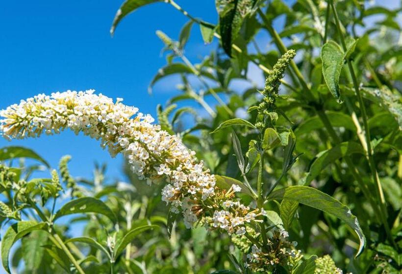 住宿加早餐  Bonichhof