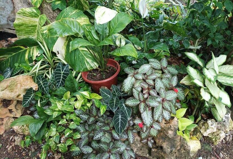 پانسیون Lighthaus Dp Garden Resort