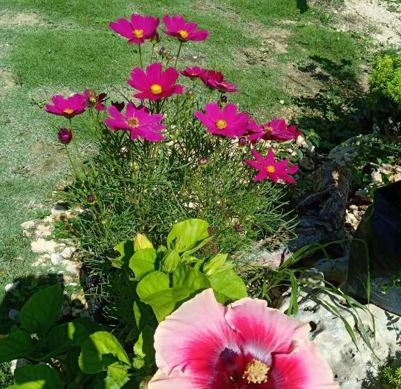 پانسیون Lighthaus Dp Garden Resort